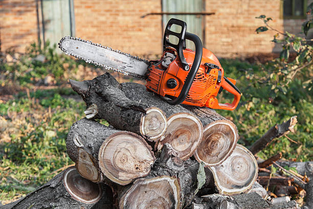 Best Residential Tree Removal  in Hailey, ID